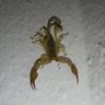 Close-up photograph of a Mediterranean Scorpion (Euscorpius sicanus)