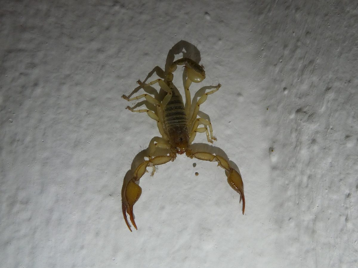 Close-up photograph of a Mediterranean Scorpion (Euscorpius sicanus)