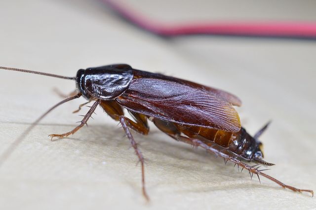 Close-up photograph of an Oriental Cockroach (Blatta orientalis)
