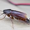 Close-up photograph of an Oriental Cockroach (Blatta orientalis)