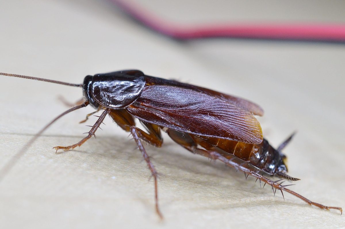 Close-up photograph of an Oriental Cockroach (Blatta orientalis)