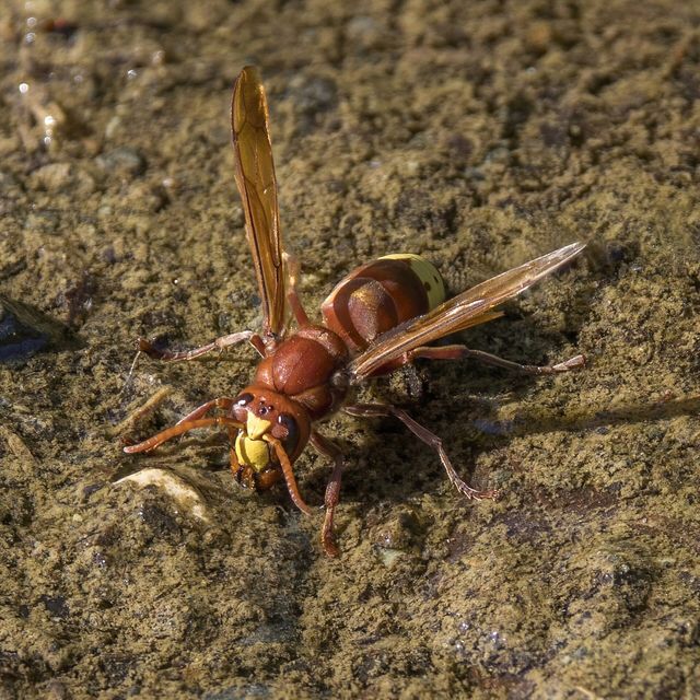 Close-up photograph of an Oriental Hornet (Vespa orientalis)