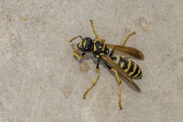 Close-up photograph of a Paper Wasp (Polistes gallicus)