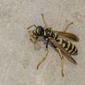 Close-up photograph of a Paper Wasp (Polistes gallicus)