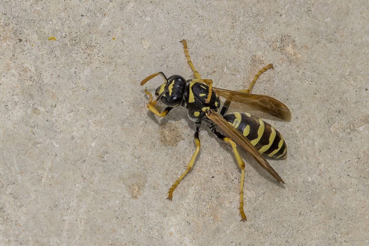 Close-up photograph of a Paper Wasp (Polistes gallicus)