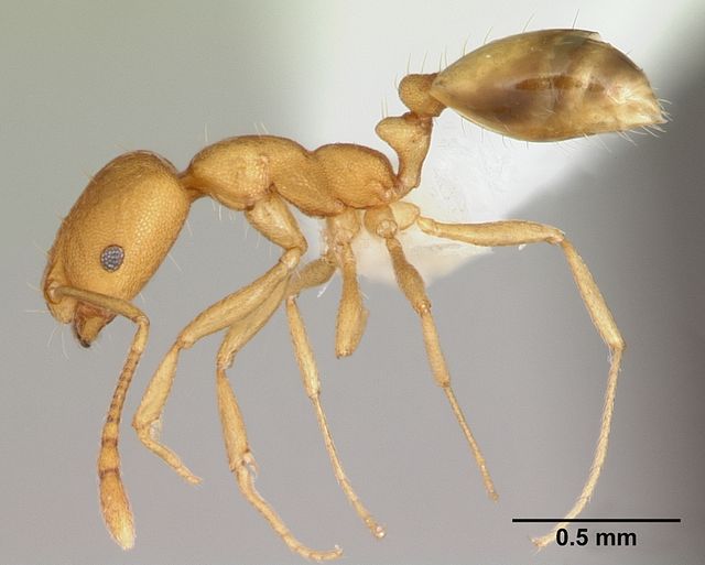 Close-up photograph of a Pharaoh Ant (Monomorium pharaonis)