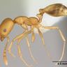 Close-up photograph of a Pharaoh Ant (Monomorium pharaonis)