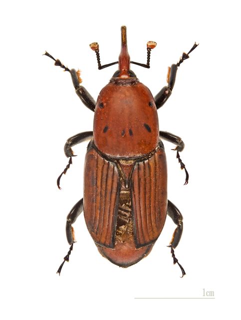 Close-up photograph of a Red Palm Weevil (Rhynchophorus ferrugineus)
