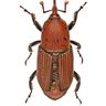Close-up photograph of a Red Palm Weevil (Rhynchophorus ferrugineus)