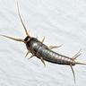 Close-up photograph of a Silverfish (Lepisma saccharina)