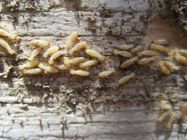 Close-up photograph of a Subterranean Termite (Reticulitermes lucifugus)