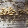 Close-up photograph of a Subterranean Termite (Reticulitermes lucifugus)